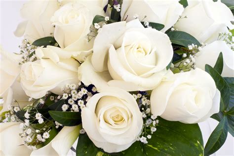 Pure White Roses - Roses Photo (34610999) - Fanpop