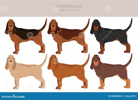 Bloodhound Dog Clipart. All Coat Colors Set. Different Position Stock ...