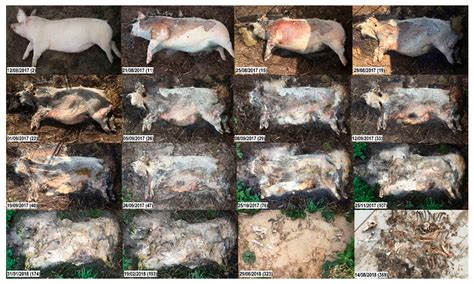 Post Mortem Decomposition Stages - ChanceEarlene