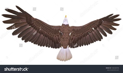 1,804 Eagle View Concept Images, Stock Photos & Vectors | Shutterstock