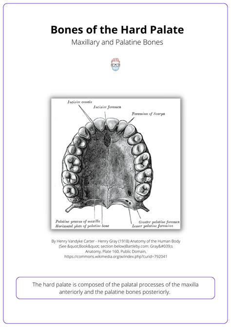 Anatomy of Hard & Soft Palate: Bones, Muscle, Artery, and Nerves