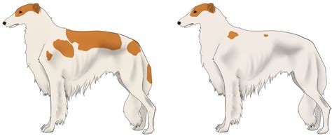 Borzoi Coat Color Genetics - Coat Color Genetics of Borzoi and Silken ...