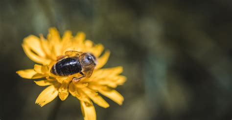 Free stock photo of #yellow, bee, beeswax