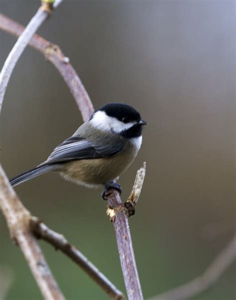 Black-capped Chickadee | Rick Leche - Photography | Flickr