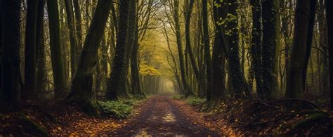 Nos adentramos en los bosques… para comprender su importancia ...