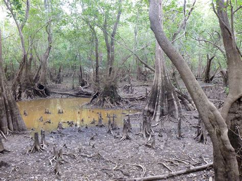 Apalachicola Slough Restoration: Getting More Water to Swamps, Bay ...