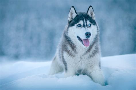 A #fluffy #snow #wolf enjoying himself immensley | Husky dogs, Siberian husky, Siberian husky dog