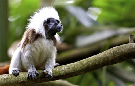 Cottontop Tamarin | The Life of Animals