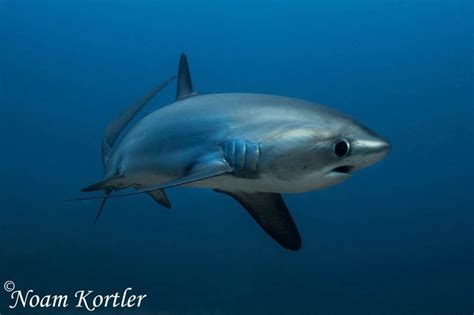 Thresher Shark Diving with Devocean on Malapasca Island in the Philippines - The Scuba News