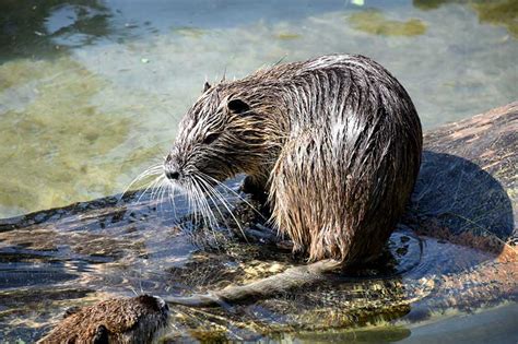 7 Different Animals That Look Like Beavers (Pictures) - Wildlife Informer