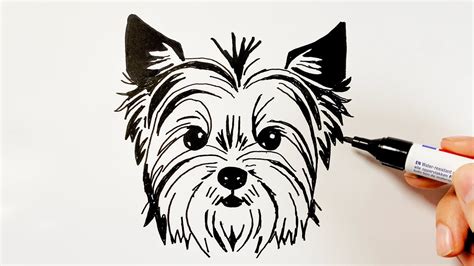 How to Draw a Yorkshire Terrier Dog - YouTube