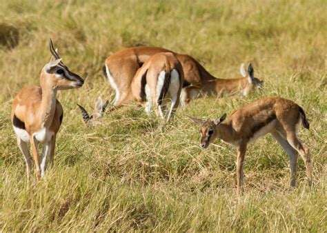 Wanderer Musings: Day 1 - 2 - Amboseli National Park, Kenya