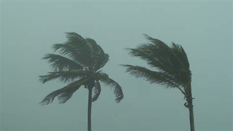 hurricane palm trees Stock Footage Video (100% Royalty-free) 488041 ...