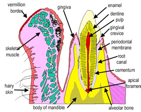 Tooth Histology Labeled