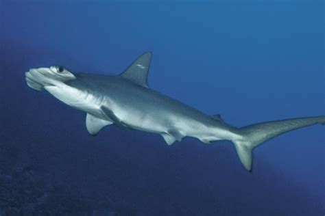 New hammerhead shark species found off South Carolina - NBC News