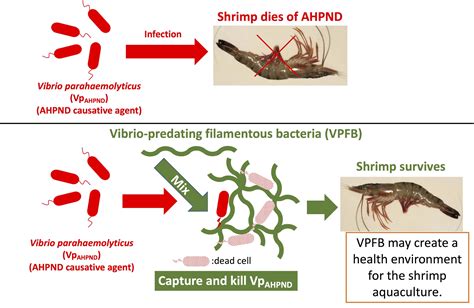 RESEARCH HIGHLIGHTS - The Vibrio-predatory filamentous bacteria ...