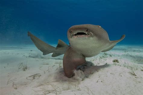 Sharks in Destin: Types, Past Attacks, and More - A-Z Animals