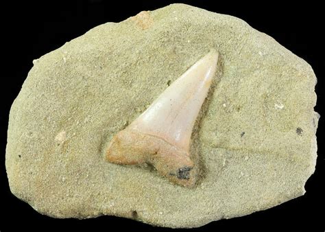 1.3" Mako Shark Tooth Fossil On Sandstone - Bakersfield, CA (#69001 ...