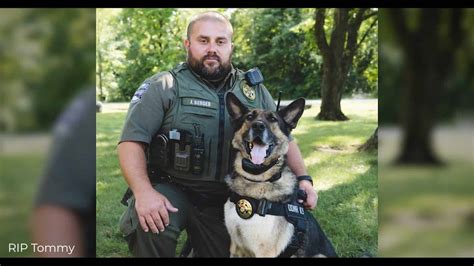 Tommy, A K9 German Shepherd, Was Euthanized After 7 Years of Service ...