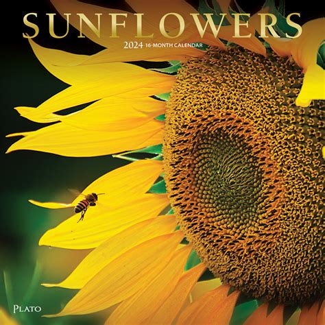 Sunflowers | 2024 Square Wall Calendar | Foil Stamped Cover | Plato Calendars