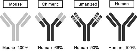 Mouse, Chimeric, Humanized, Human Antibody. | Download Scientific Diagram