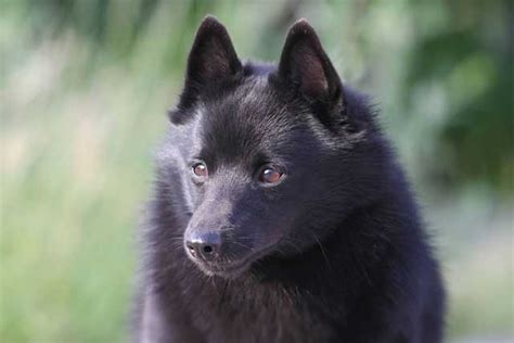 10 Most Common Black Dog Breeds