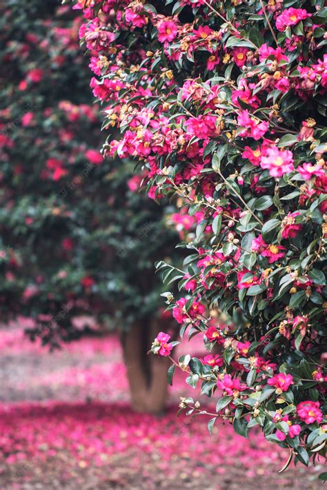 Premium Photo | Blooming camellia flowers of jeju island, korea