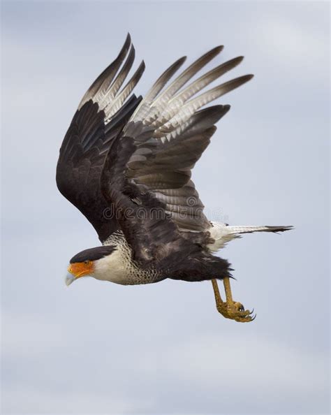 Crested Caracara in Flight stock image. Image of hawk - 120727329