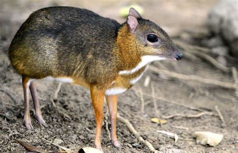 Chevrotain - Shutterstock | Animals, Cute animals, Mouse deer