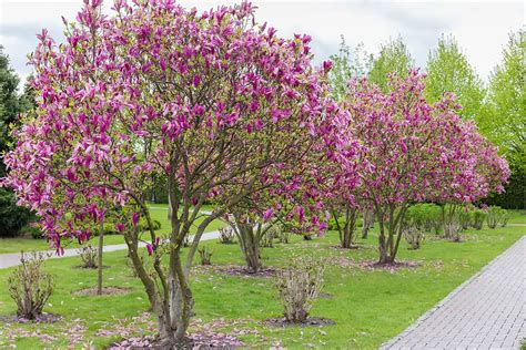 15 Best Trees to Plant for Shade and Privacy - Plantglossary