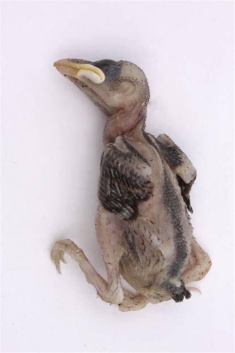 Dead Baby Bird 5 | A dead chick found by the side of the roa… | Flickr