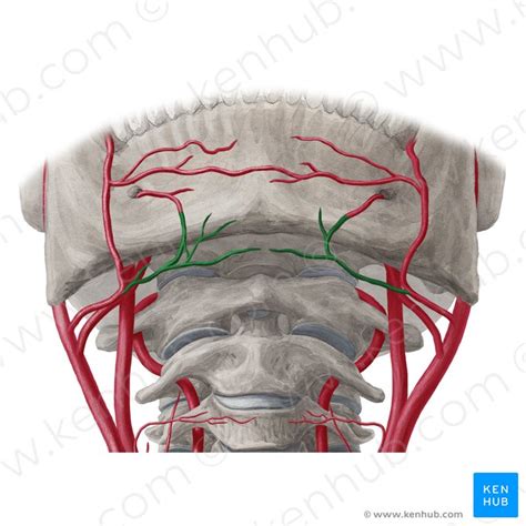 Platysma muscle: Attachments, innervation, function | Kenhub