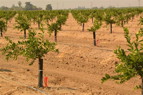 Drip irrigation in fruits - Oxfarm Organic Ltd