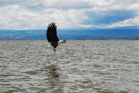 An eagle flying over water 4467042 Stock Photo at Vecteezy