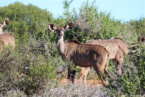 Kudu Habitat - Mammals - South Africa