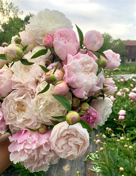 How to Grow Peonies in our 6b Climate — The Farm at Oxford