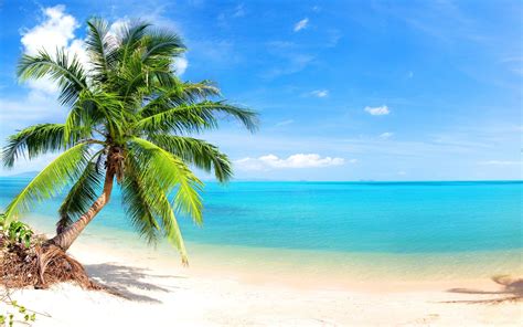 undefined | Palm tree background, Beach scenes, Beach wallpaper