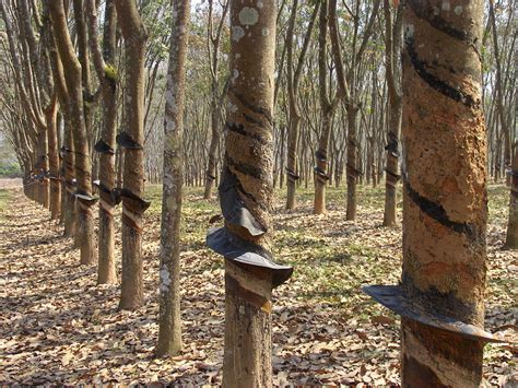 Rubber tree plantation - Stock Image - E768/0534 - Science Photo Library