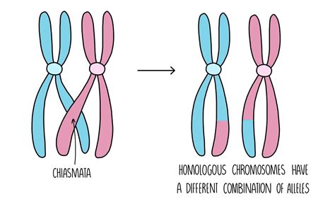 Sexual Reproduction and Meiosis Edexcel A — the science sauce