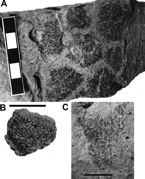 Carbonization Fossils