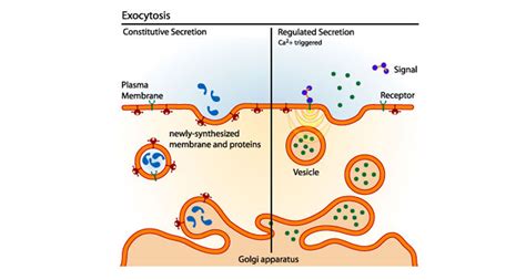 Scientists Say: Exocytosis | Science News for Students