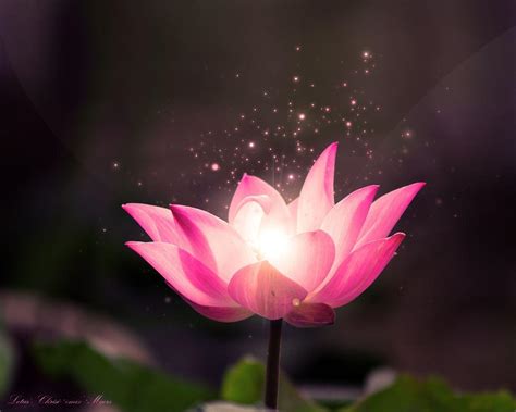 Buddha Lotus Flower Wallpapers - Top Free Buddha Lotus Flower Backgrounds - WallpaperAccess