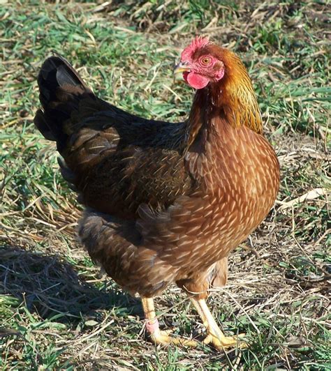 Top 10 Rare Heritage Chicken Breeds (and Why They're My Favourites ...