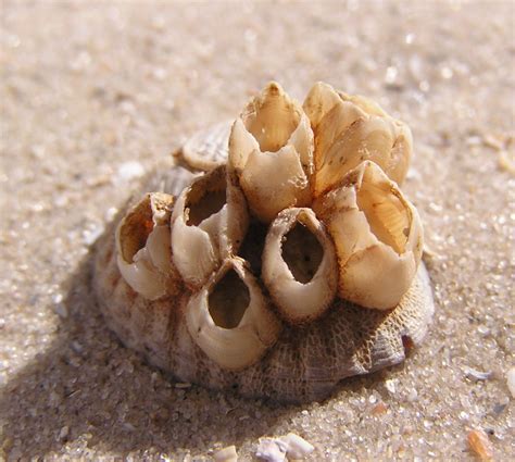 Barnacles as a Forensic Tool | oceanbites