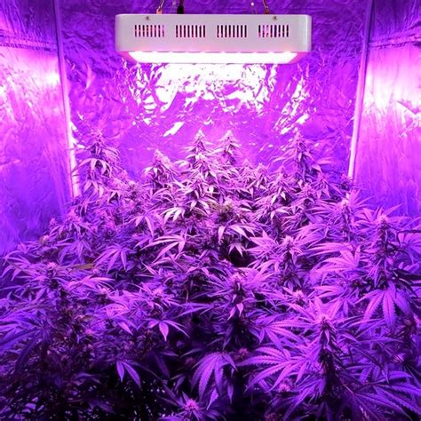 12 Best LED Grow Lights For Marijuana In 2021 - Marijuana Science