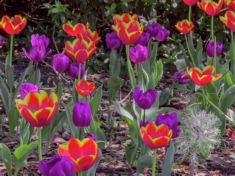 Red and purple tulips Photograph by Penny Lisowski | Pixels