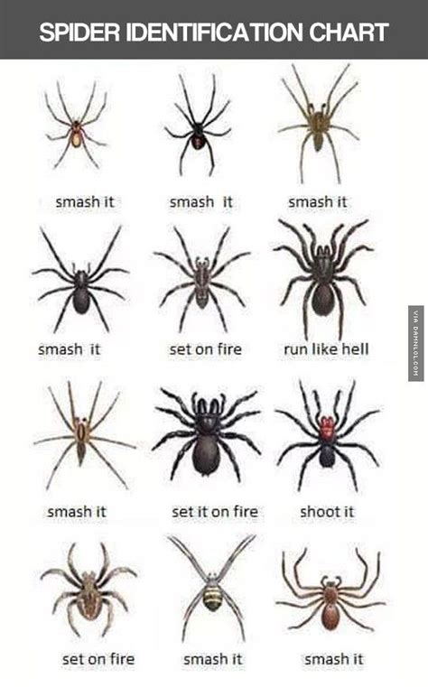 Helpful Spider Chart - The Best Funny Pictures | Spider identification chart, Spider ...