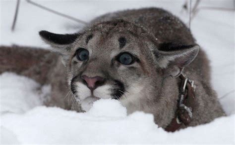 "Baby puma playing in snow" Crazy Cat Lady, Crazy Cats, Big Cats, Baby Animals, Funny Animals ...