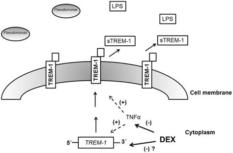 Model for the mechanism of action of dexamethasone. After infection ...