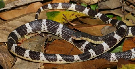 New Krait Species Discovered In China - Reptiles Magazine